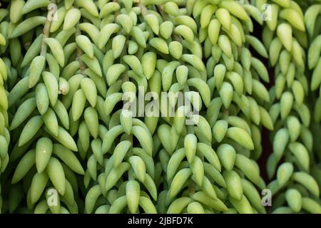 Sedum morganianum E. Walther, der Eselschwanz oder Burroschwanz, blühende Pflanze in der Familie Crassulaceae, heimisch im südlichen Mexiko, natürliche grüne BA Stockfoto