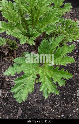 Brasilianischer Riese Rhabarber Gunnera manicata Linden ex Andre, krautige mehrjährige Pflanze in der Familie Gunneraceae, Region: Südbrasilien. Stockfoto