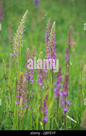 Wilde Orchideen an einem geheimen wachsenden Platz. Stockfoto