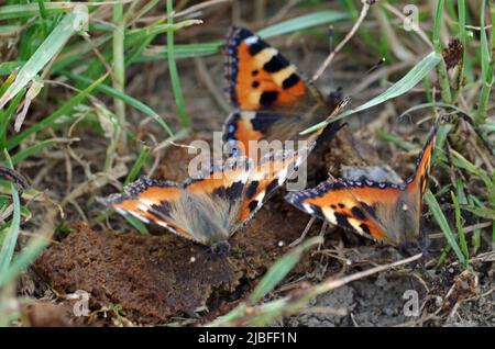 Ein mehrfarbiger Schmetterling auf einem wilden Feld. Stockfoto