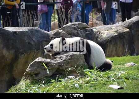 Ein fauler Panda auf einem Felsen im Zoo-Park beauval, Frankreich Stockfoto