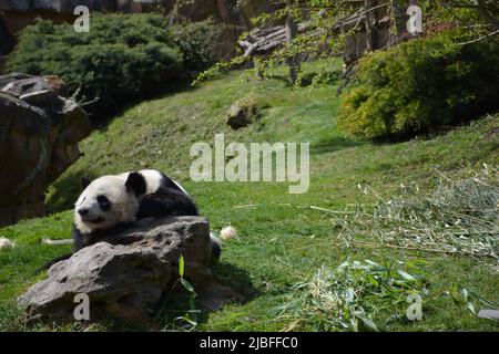 Ein fauler Panda auf einem Felsen im Zoo-Park beauval, Frankreich Stockfoto