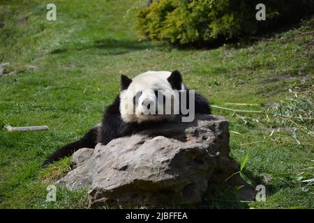 Ein fauler Panda auf einem Felsen im Zoo-Park beauval, Frankreich Stockfoto