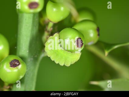 Heiliges Blau - Celastrina argiolus Stockfoto