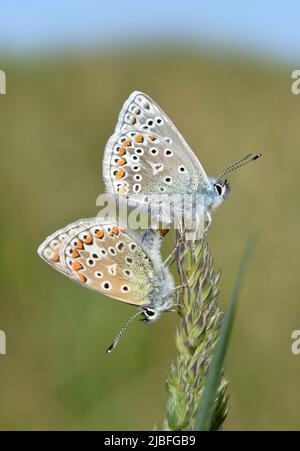 Gemeinsamen blau - Polyommatus icarus Stockfoto
