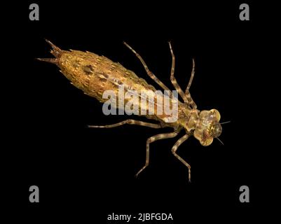 Aeshna cyanea Southern Hawker - Stockfoto