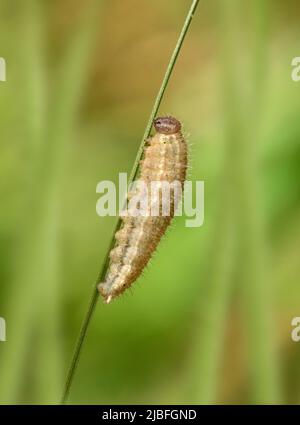 Ringelwürmer Aphantopus hyperantus Stockfoto