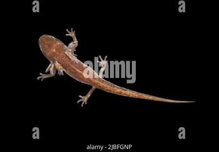 Palmate Newt - Lissotriton helveticus Stockfoto