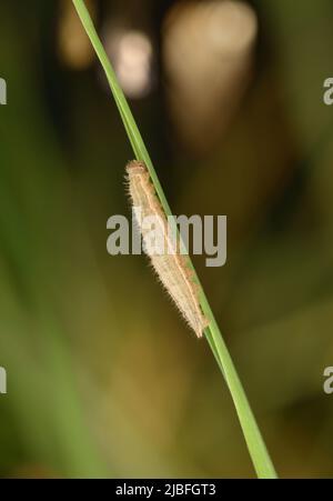 Ringelwürmer Aphantopus hyperantus Stockfoto