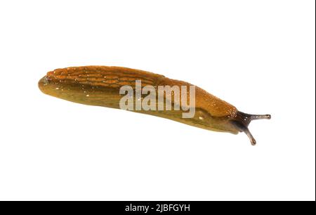 Altrosa Slug - Arion subfuscus Stockfoto