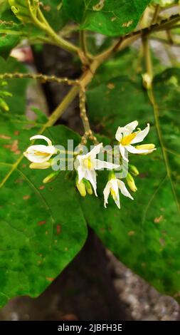 Teil der Aubergine. Das Auftreten von Blumen ist ein Zeichen dafür, dass die Pflanze bald Früchte tragen wird. Stockfoto