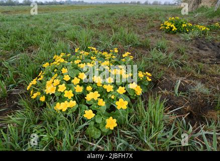 Sumpf - Ringelblume - Caltha palustris Stockfoto