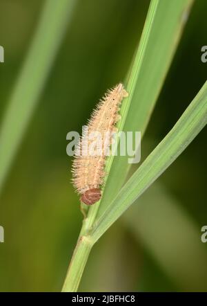 Ringelwürmer Aphantopus hyperantus Stockfoto