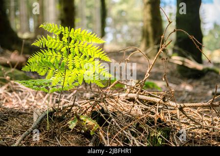 Männlicher Farn (Dryopteris filix-Mas), der von Sonnenlicht mitten in einem Wald getroffen wurde. Schlesien, Tschechische republik Stockfoto