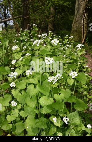 Knoblauchsrauke - Alliaria petiolata Stockfoto