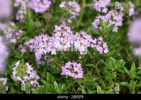 Garden Thyme - Thymus vulgaris Stockfoto