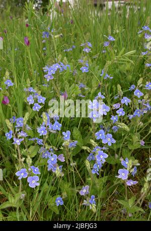 Gamander-Ehrenpreis - Veronica chamaedrys Stockfoto
