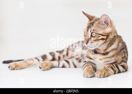 Junge bengalkatze auf dem Boden liegend, weißer Hintergrund Stockfoto