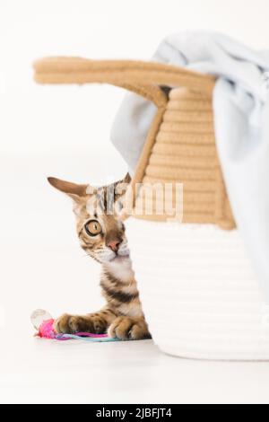 Junge bengalkatze versteckt sich hinter Korb, weißer Hintergrund Stockfoto