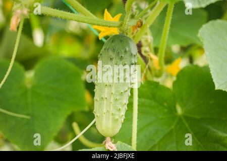 Kleine Gurke im Garten. Gurken reifen im Garten. Bio-Gartenarbeit. Grüne Gurken mit Blumen auf einem Ast. Stockfoto