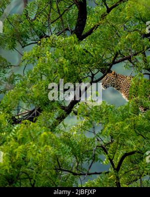 Wilde indische Leoparden- oder Panther-Weibchen, die am Baum hängen, um Beute zu sehen oder auf natürlichem monsungrünen Hintergrund im Waldleopardenreservat Jhalana zu jagen Stockfoto