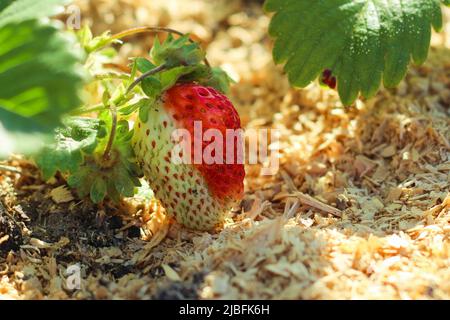 Agrarindustrie. Junge Erdbeersträucher. Junge grüne Erdbeeren im Garten. Stockfoto