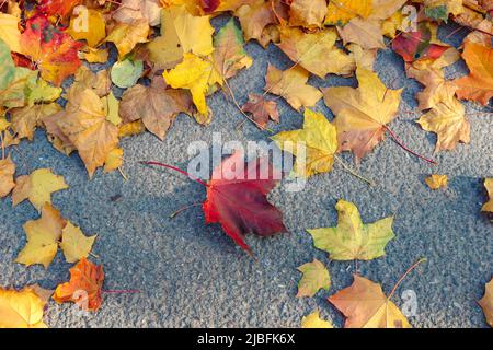 Viele gefallene Ahornblätter auf dem Gras, am Ende der Herbstsaison.Bunte Herbstblätter fallen auf Asphalt Straße aus der Nähe. Stockfoto