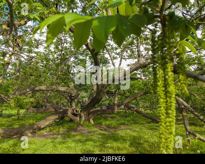Manchurian Walnussbaum. Gesunder Walnussbaum in einer ländlichen Plantage mit reifenden Walnüssen auf Bäumen an einem sonnigen Tag Stockfoto