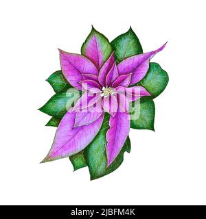 Weihnachtsstern Zeichnung Abbildung von Hand gezeichnete Linie Art