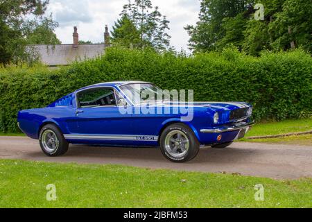 1965, 60s 60 blaue GT 350 FORD MUSTANG Coupé, Ankunft in Worden Park Motor Village, Leyland, Großbritannien Stockfoto