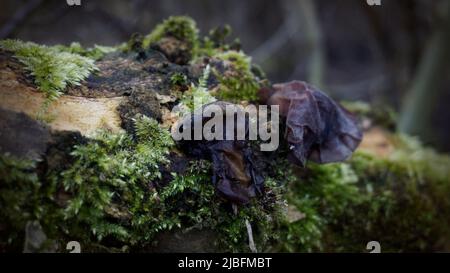 Gelee-Ohrenpilz (auricularia auricula judae) mit Moos und Farn auf Holunderholz im dunklen Wald Stockfoto