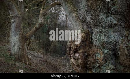 Alte Bäume mit großen bruls, Graten, grünen Flechten und Moos im Spätherbst Stockfoto