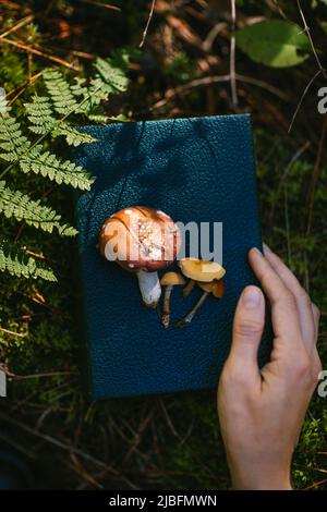 Nahaufnahme von zugeschnittenen, nicht erkennbaren Personenhand in der Nähe von Fliegenpilzen auf Notizbuch im Herbstwald in kanada Stockfoto