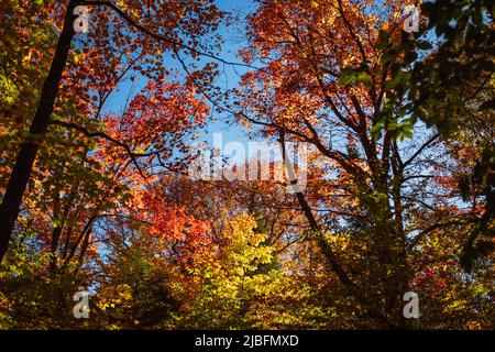 Bäume mit verwelkten gelben Blättern mit getrockneten Blättern in Wäldern am Herbsttag mit blauem Himmel auf dem Land Stockfoto