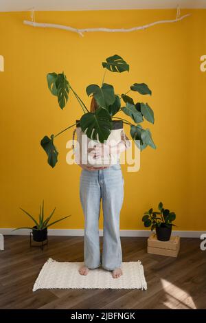 Ganzer Körper einer nicht erkennbaren barfüßigen Frau in legerer Kleidung, die auf dem Teppich steht und einen Topf mit frischer Schweizer Käsepflanze in der Nähe der gelben Wand zu Hause hält Stockfoto