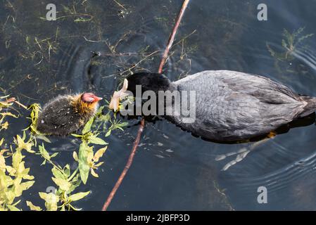 Den Helder, Niederlande, Mai 2022. Coot füttert ihre Jungen. . Hochwertige Fotos Stockfoto