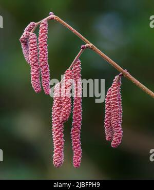 Corylus avallana Red Majestic im Asiatischen Garten bei Aberglasney Stockfoto