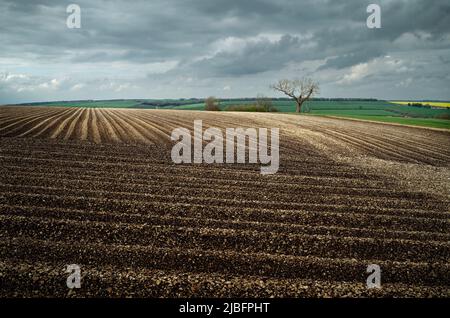 Gepflügte Felder und Blick über die Wolds mit Baum am Horizont und grünen Feldern, alles unter einem hellen, bewölkten Himmel an einem Sommertag, Yorkshiire, Großbritannien. Stockfoto