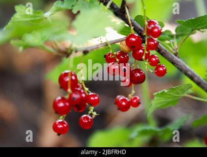 Rote süße Johannisbeere wuchs und reift auf einem Buschzweig in einem natürlichen Sommergarten Stockfoto