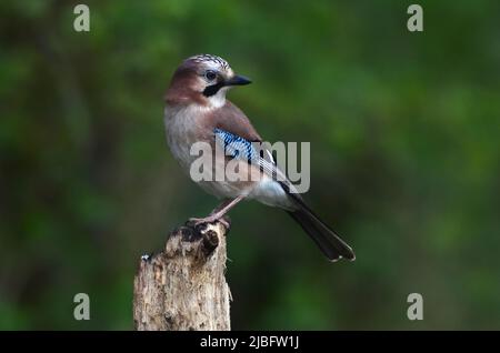 Im Frühjahr thronte der Erwachsene eichelhäher auf einem Baumstumpf Stockfoto