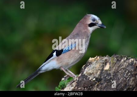 Im Frühjahr thronte der Erwachsene eichelhäher auf einem Baumstumpf Stockfoto