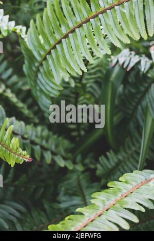 Nahaufnahme von nephrolepis condiflora grünen Blättern. Natürlicher konzeptioneller Hintergrund. Stockfoto