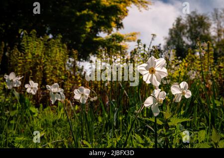 Weiße Narzisse, die von der Morgensonne in einem Stadtpark beleuchtet werden Stockfoto