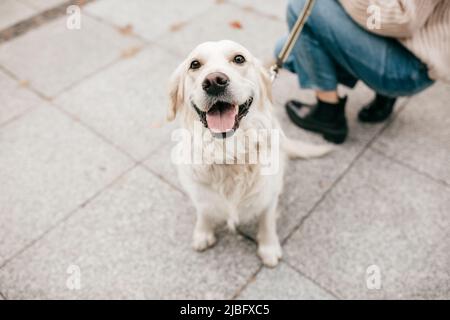 Netter fröhlicher weißer Hund goldener Labrador Retriever sitzt auf der Straße in der Nähe des Besitzers zu Fuß. Gedenken Sie des Freundes. Schließen Stockfoto