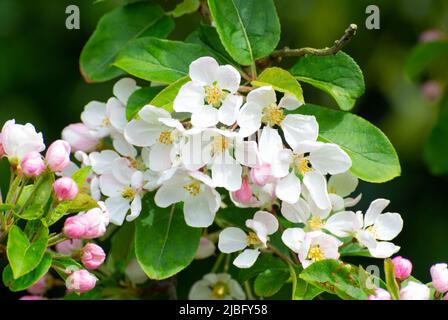 Malus × Robusta „Red Sentinel“ Stockfoto