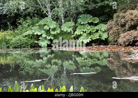 Riesige Blätter der Gunnera manicata im RHS Garden Rosemoor North Devon UK die Art stammt aus Brasilien und Colmbia und wird oft als Arme Menschen bezeichnet Stockfoto