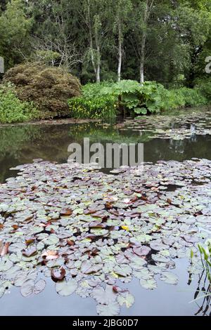 Riesige Blätter der Gunnera manicata im RHS Garden Rosemoor North Devon UK die Art stammt aus Brasilien und Colmbia und wird oft als Arme Menschen bezeichnet Stockfoto