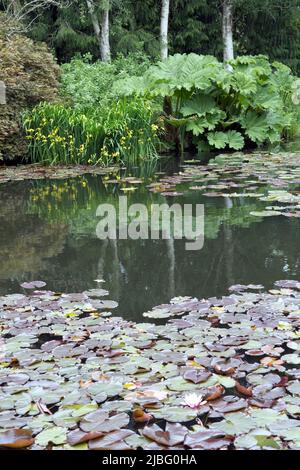 Riesige Blätter der Gunnera manicata im RHS Garden Rosemoor North Devon UK die Art stammt aus Brasilien und Colmbia und wird oft als Arme Menschen bezeichnet Stockfoto