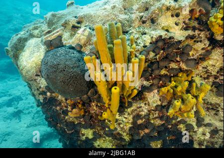 Gelbröhrenschwamm, Aplysina aerophoba, Schwarzer Schwamm, Sarcotragus spinosulus und Chondrosia reniformis, Abdeckung des Felsens in Gokova Bay Marine Prote Stockfoto