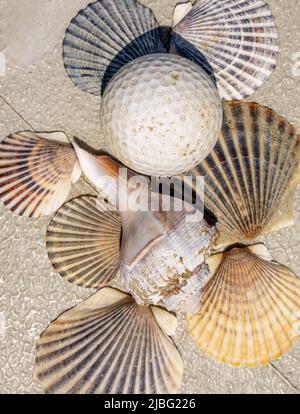 Still Life bestehend aus einem gebrauchten Golfball und Muscheln Stockfoto